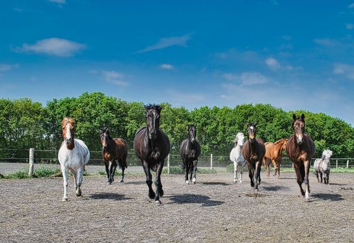 A view of harras of horses running toward camera in background of green growing trees