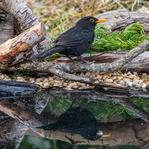 A closeup of a common blackbird standing on a branch in front of a river with its reflection showing in the water during daytime