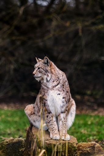 A Eurasian lynx sitting on a rock, vertical shot