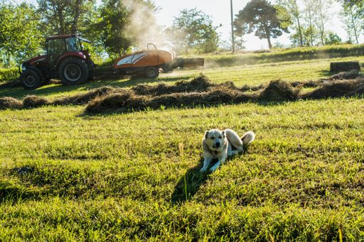 A white dog lying on a grassy lawn with a tractor in the background on a sunny day