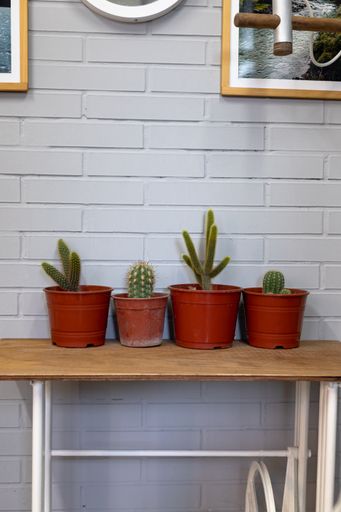 A vertical shot of cactus plants in pots on a table against a brick wall decorated with pictures