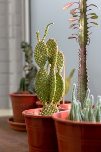 A vertical shot of cactus plants in a pot for room decoration