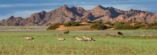 Namibia, oryx  herd running in the savannah, red rocks in background, and gnus
