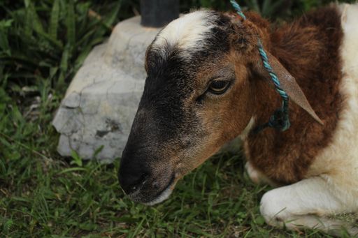 A closeup shot of a dark brown sheep with a white rock and green grass on the background