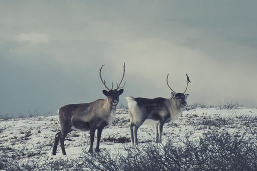The Two reindeer  (Rangifer tarandus) in Norway on a snow field