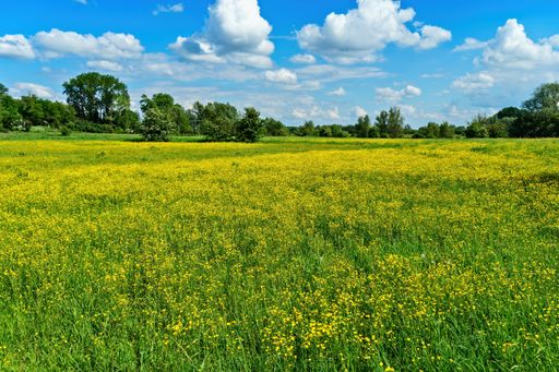 A beautiful shot of yellow flower fields with trees in the distance under a blue cloudy sky at daytime