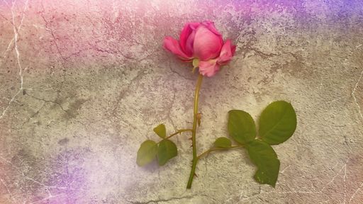 A top view of pink Turkish isparta roses on cracked ground