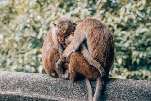 A cute monkey family hugging each other