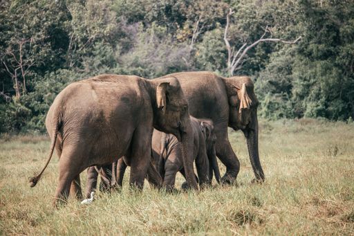 A wild elephant family in Sri Lanka
