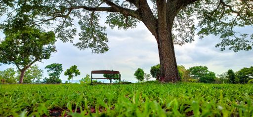 A single bench under a tree in a garden