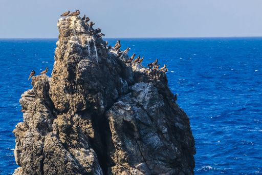 A closeup shot of the seagulls on the huge cliff