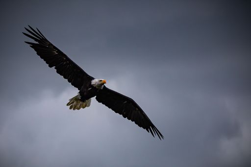 A closeup shot of a Bald eagle flying in the air on a gloomy day