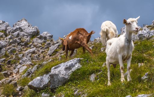 A closeup shot of white and brown wild goats on the  mount of Aitzgorri in Gipuzkoa