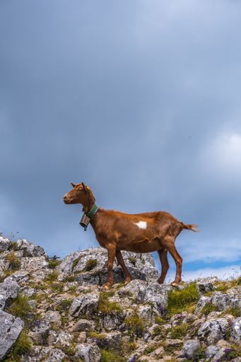 A herd of goats grazing in Mount Aizkorri