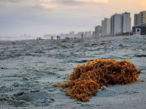 A sea kelp or sea weed on the beach. Beach scape during a sunset.