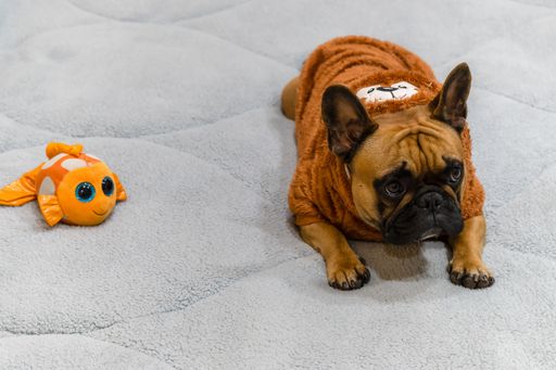 A closeup of a French Bulldog with clothes, lying on sofa with a toy