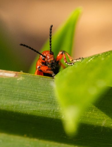 A macro shot of Lilioceris merdigera sitting on leaves during daylight