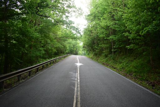 A scenic view of an empty asphalt road surrounded by green trees and plants