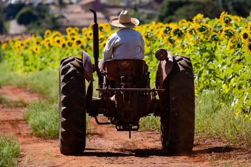 A beautiful shot of a person on a tractor driving near a field of sunflowers on a sunny day