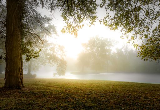 A beautiful shot of a foggy sunrise over a lake in a forest