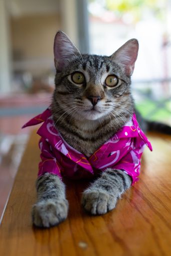 A vertical portrait of a cute tabby cat wearing a pink shirt and lying on the floor