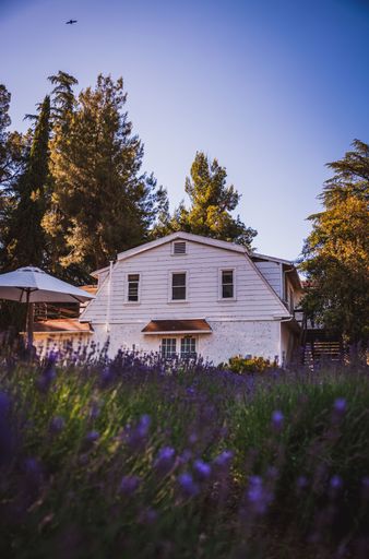 A scenic view of an old house with a lavender field in the backyard