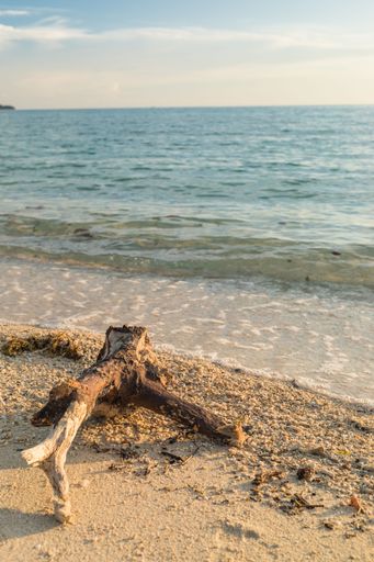 A mesmerizing view of a log on the seashore with golden sunset over the sea
