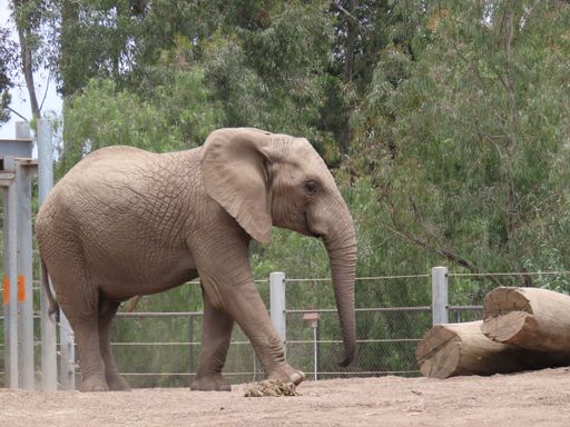 An elephant walking on the ground surrounded by a metallic fence and trees at the zoo.