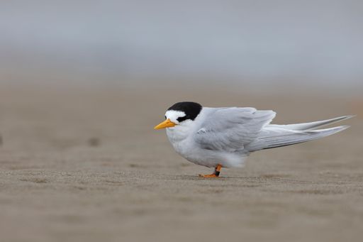 Small, dainty coastal New Zealand endemic tern, it is critically endangered with fewer than a dozen pairs. It is New Zealand's rarest endemic bird