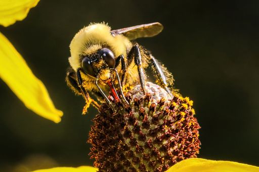 A macro shot of honey bee collecting nectar from a field yellow flower