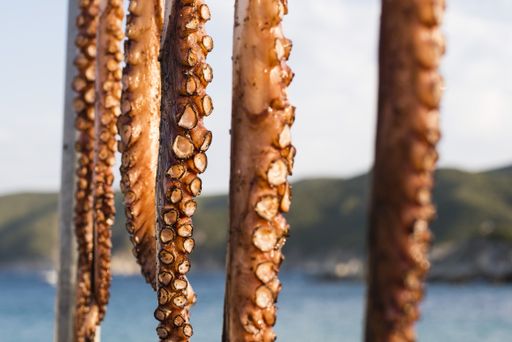 A selective focus shot of raw tentacles of octopus on the beach