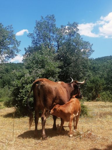 A vertical shot of a mother cow feeding its baby cow standing next to trees in a hot sunny day