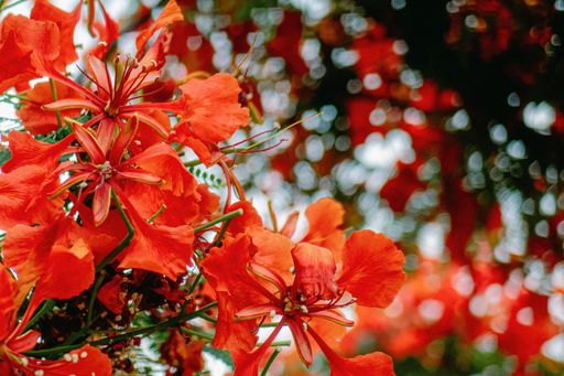 A beauty Flamboyant tree blossom