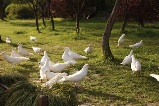 A beautiful shot of white pigeons on a green grass in the garden