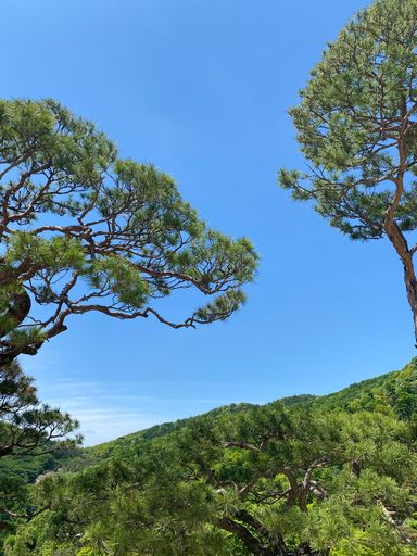 A vertical shot of trees and lush green vegetation against a blue sky