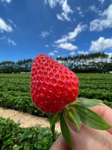 A vertical closeup shot of a person's hand holding a juicy strawberry against an agricultural field