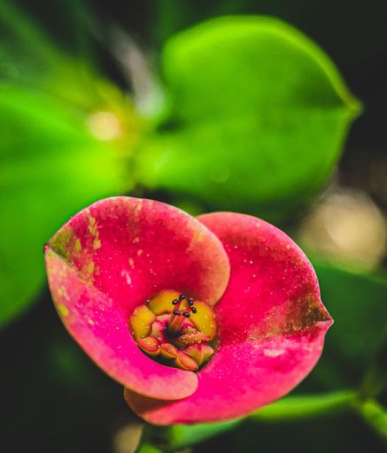 A macro shot of a milkweed flower growing in a garden with leaves blurred background in Chittagong, Bangladesh
