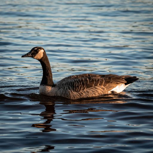 The grey goose swimming in the wavy sea