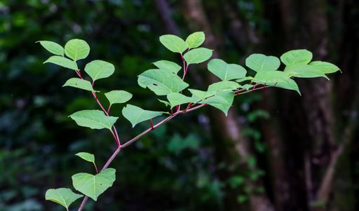 A closeup shot of the Japanese knotweed, reynoutria japonica growing in the garden