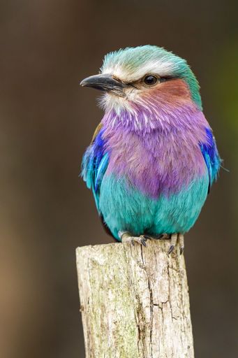 A vertical shot of lilac-breasted roller on a stick on a blurred background