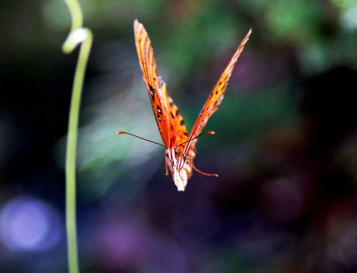 A closeup shot of a flying Gulf fritillary butterfly on blurred background