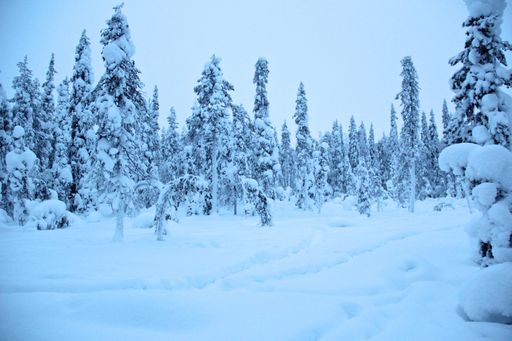 A mesmerizing shot of a forest covered in snow during the day in winter in Lapland