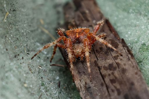 A closeup shot of a spider on a piece of wood