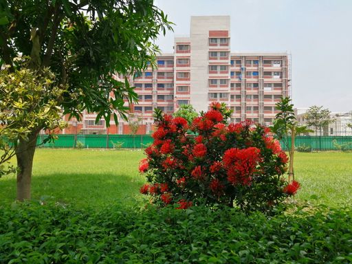 A beautiful shrub with red flowers in a park on a sunny day with buildings in the background
