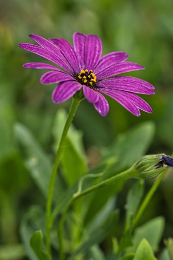 A vertical closeup shot of a blooming purple African daisy