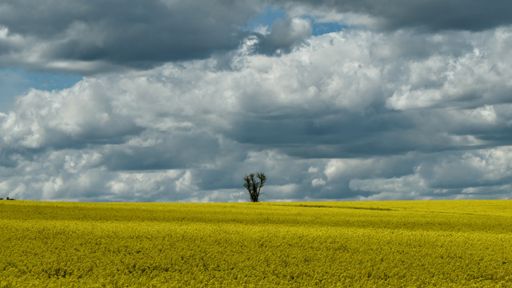A scenic view of a yellow rapeseed field with one tree in the middle under a cloudy sky