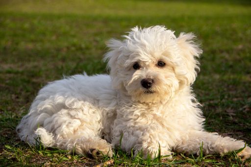 A closeup shot portrait of a cute adorable white Poodle dog laying on grassland