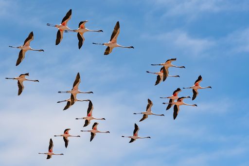 Flock of pink flamingos flying in Namibia, beautiful birds