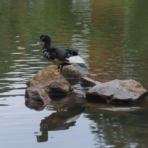 A blue Swedish duck standing on a rock surrounded by a lake