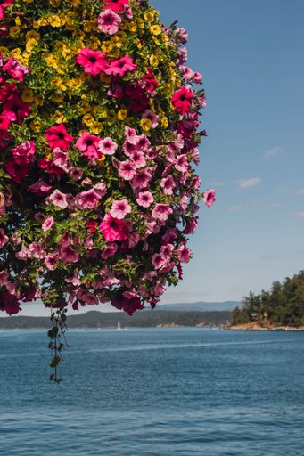 hanging floral planter on sunny day in front of water, coastline, Pacific Northwest islands